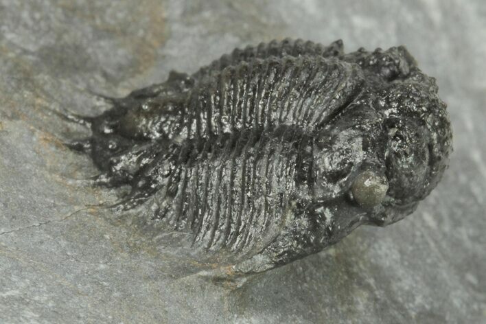 Lichid (Acanthopyge) Trilobite - Issoumour, Morocco #210174